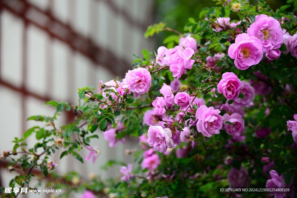 玫瑰花