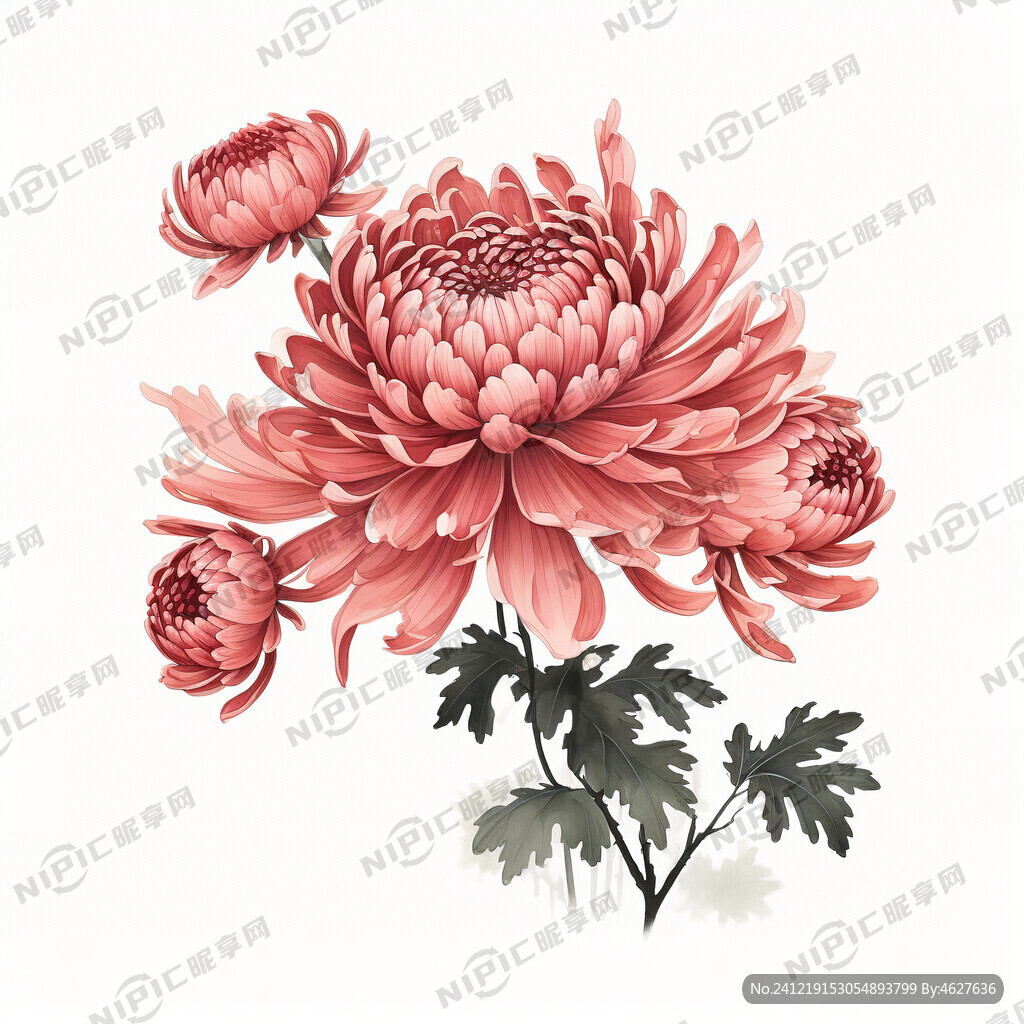中国画 水墨风 一盆中国菊花