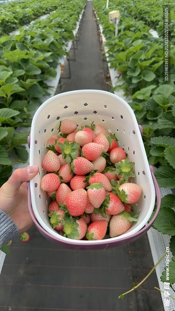 草莓栽培