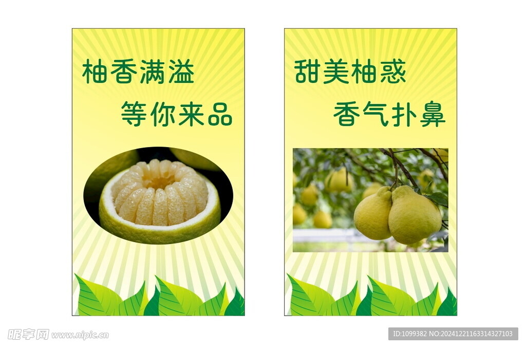真龙柚 柚子 