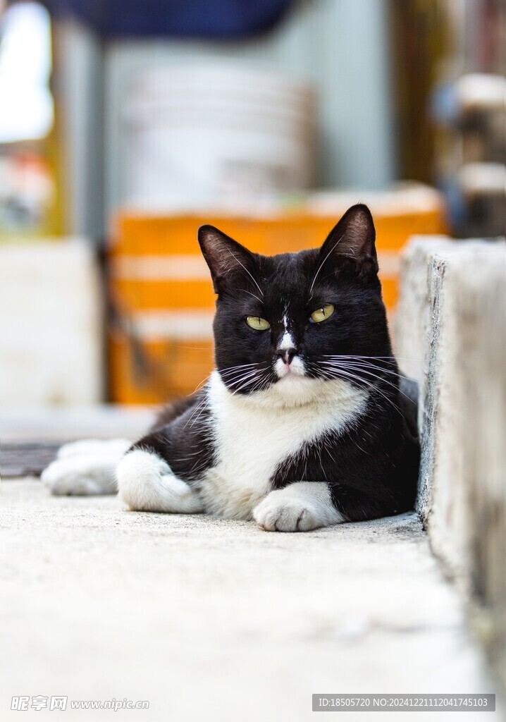 黑猫