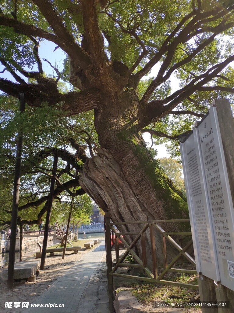 古樟树
