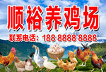 养鸡场  大山养殖