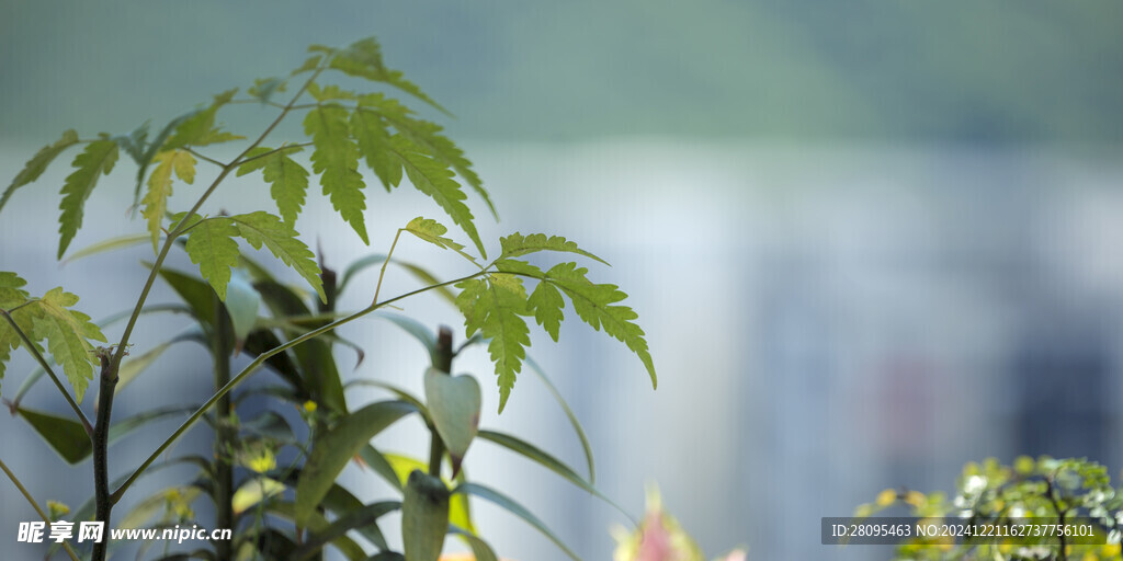 唯美树叶