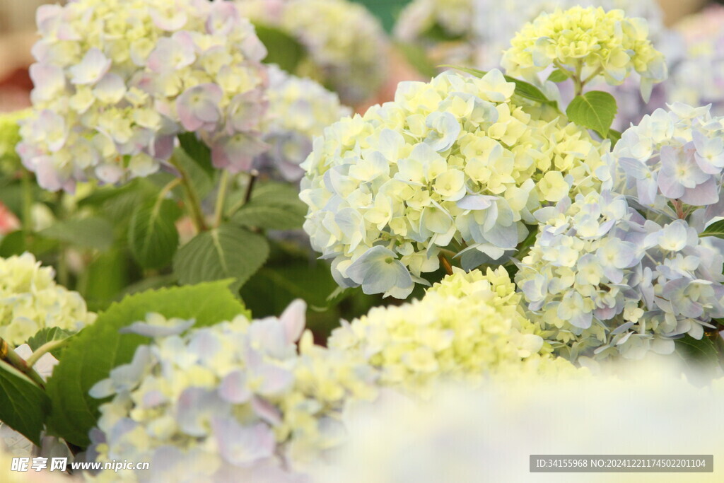 绣球花