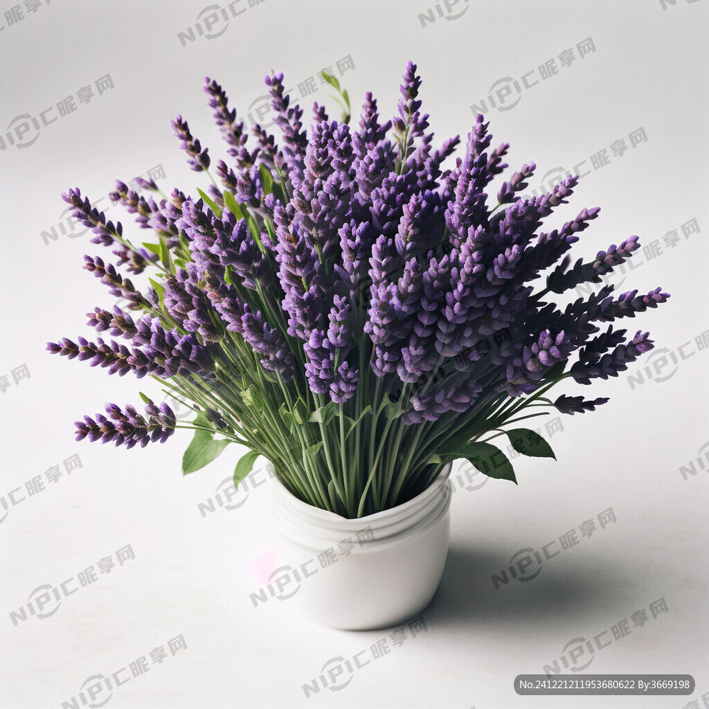 白色底的  一束薰衣草花