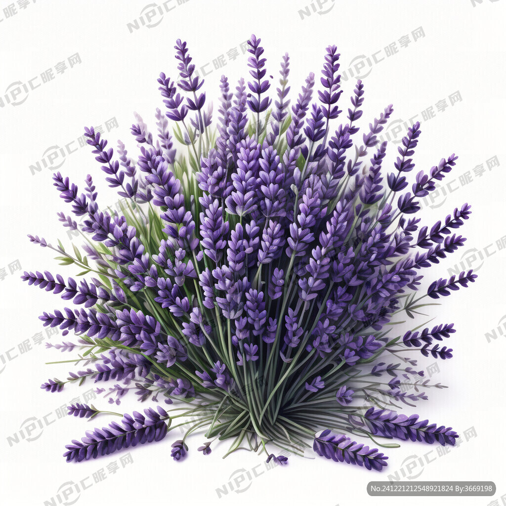白色底  一大束紫色的薰衣草