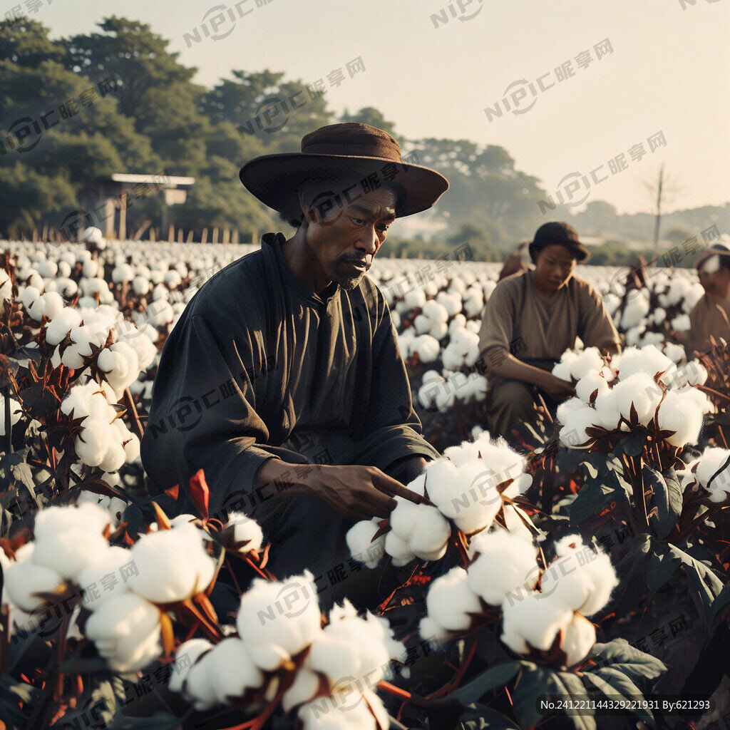 黑人在棉花地里摘棉花