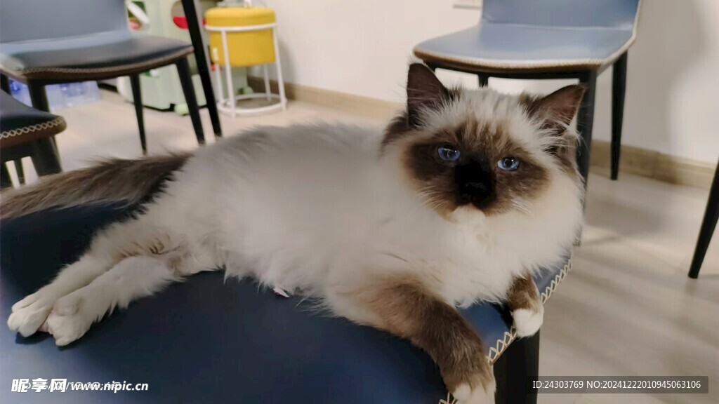 布偶猫