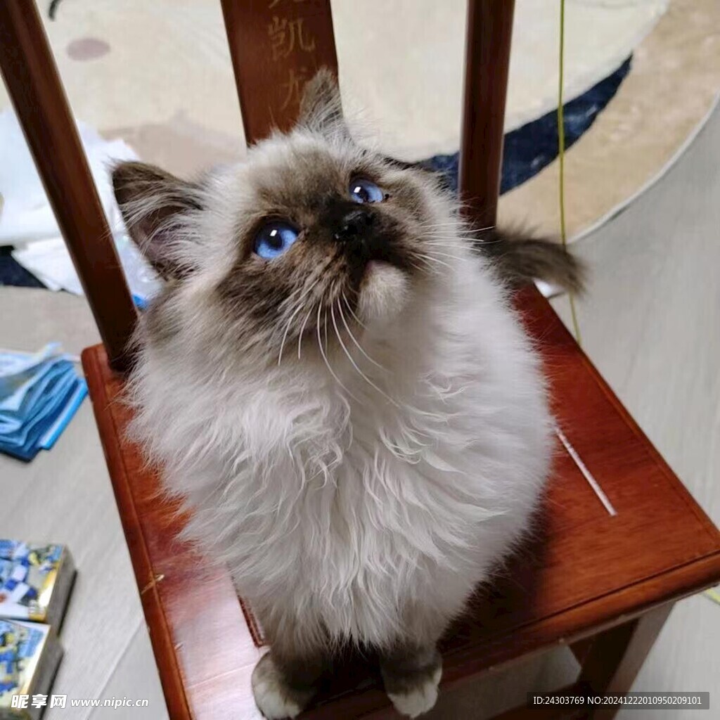 蓝眼睛猫