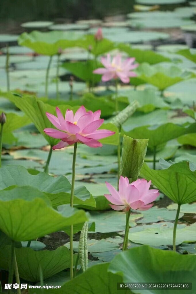 荷花