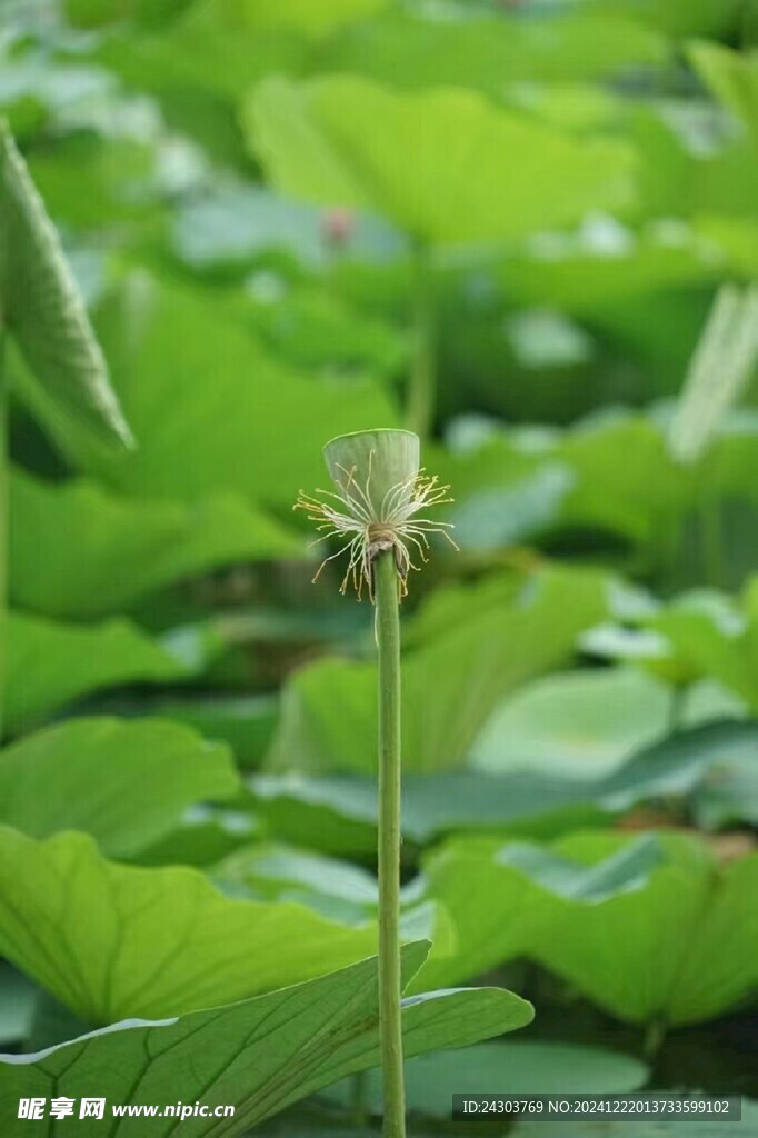 荷花