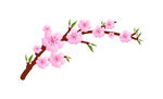 手绘桃花