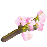 手绘桃花