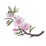 手绘桃花