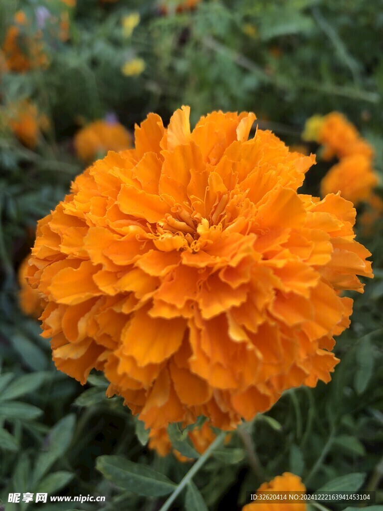 菊花