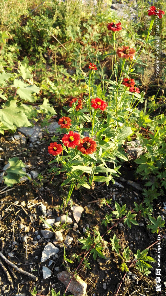 小野花