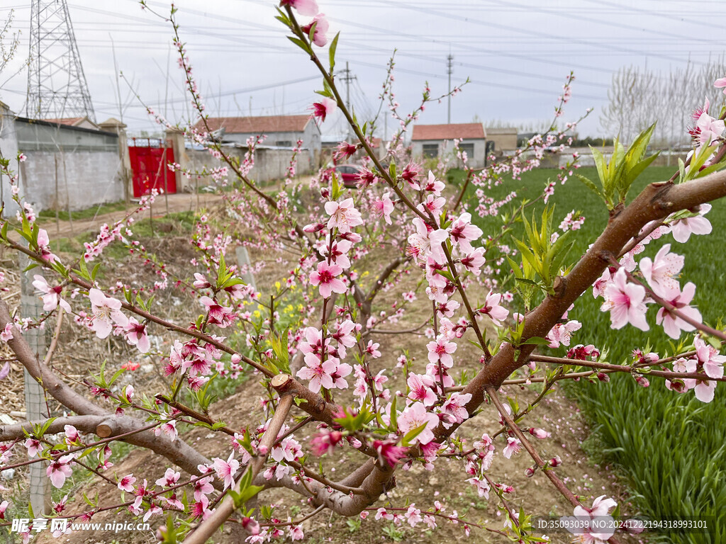 桃花