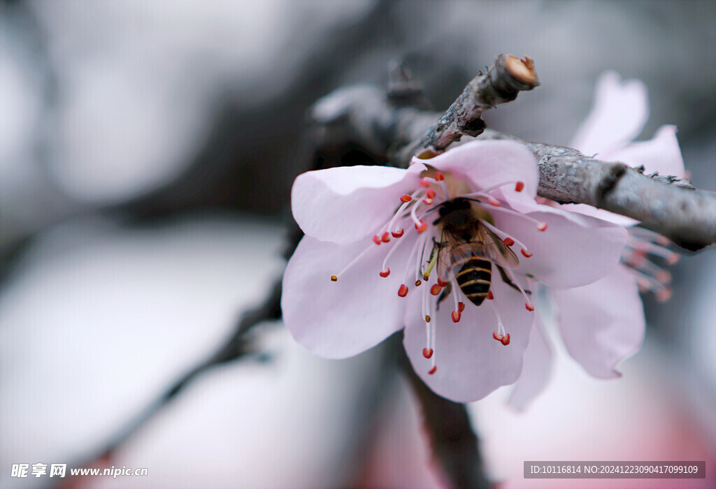 蜜蜂采蜜