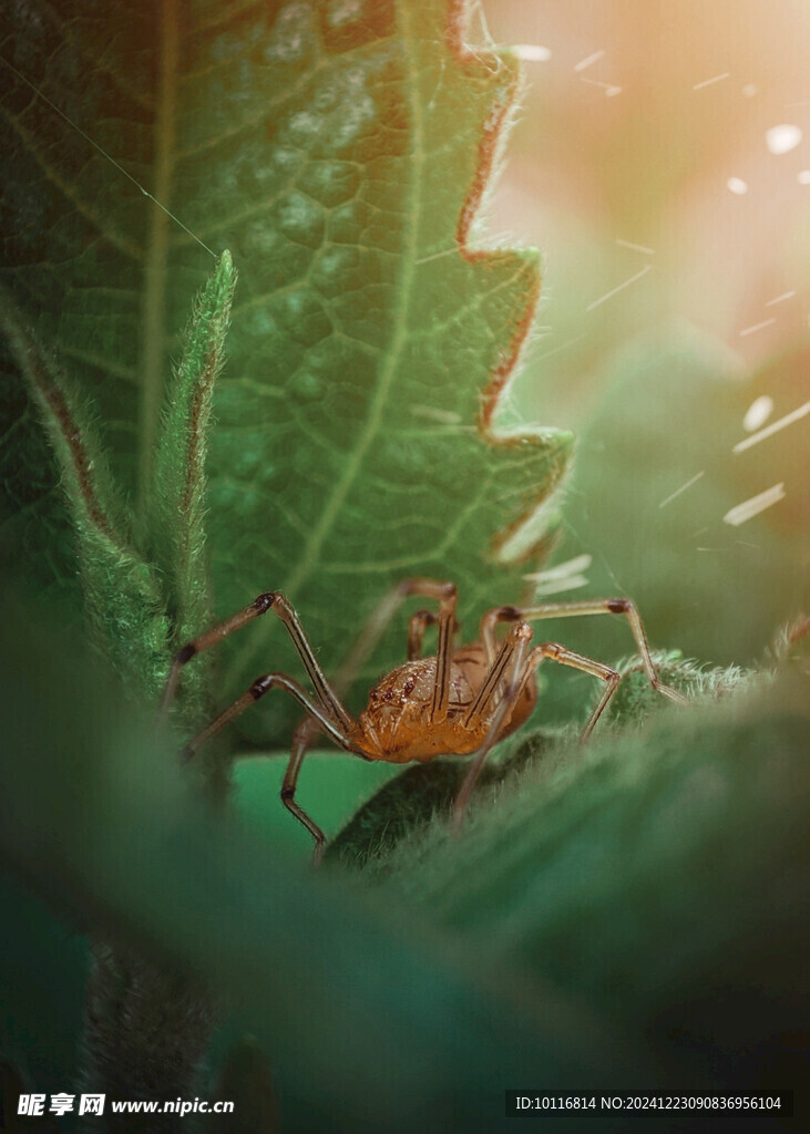 蜘蛛