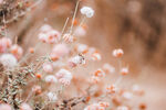 蜜蜂