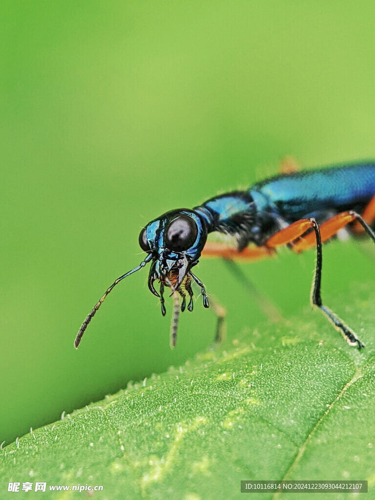 虎甲虫