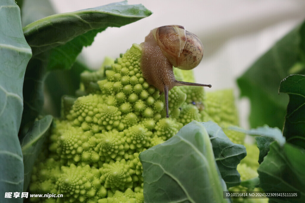 蜗牛