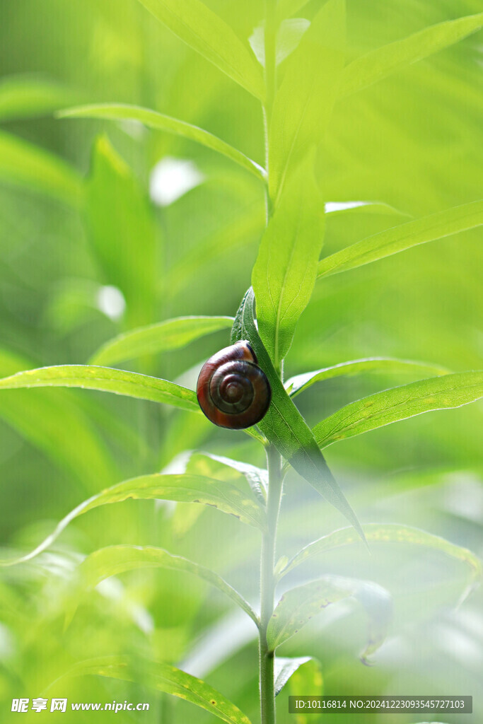 小蜗牛