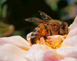 蜜蜂采花蜜