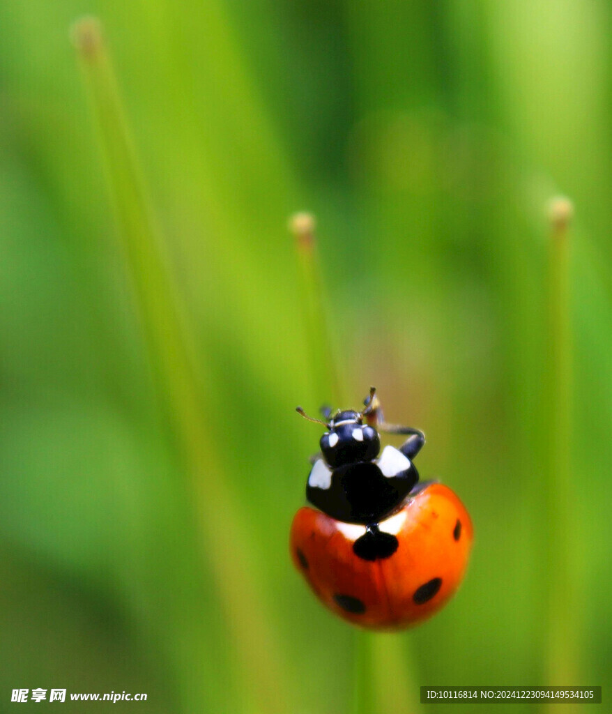 七星瓢虫