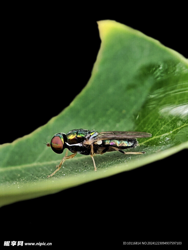 食蚜蝇
