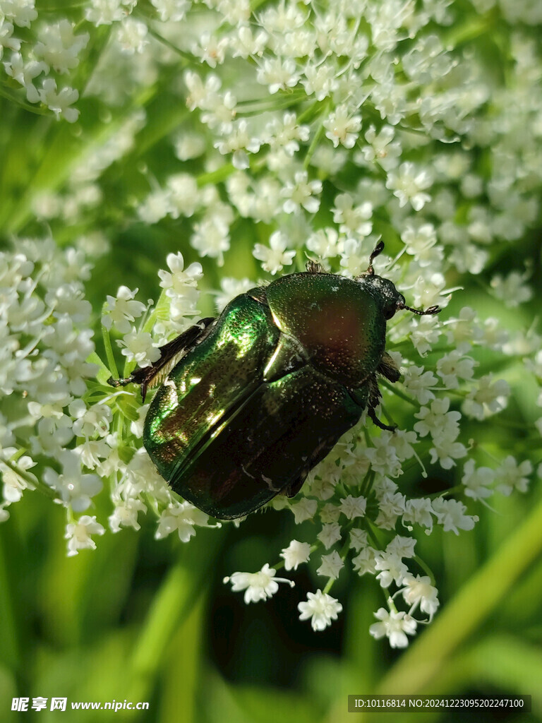 花丛甲虫