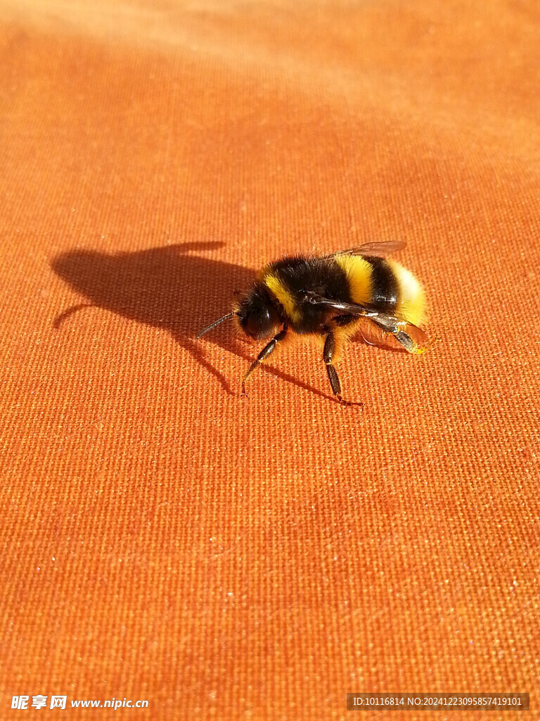 蜜蜂
