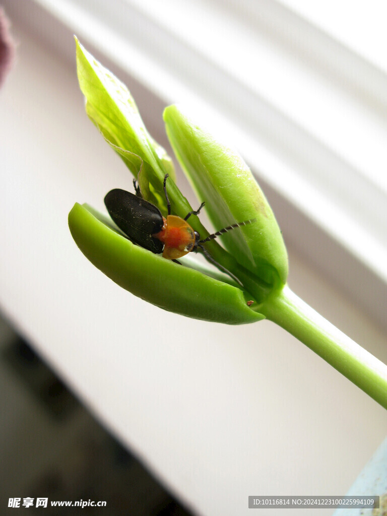 萤火虫