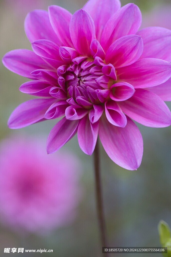 大丽花