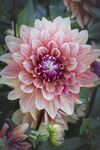 大丽花