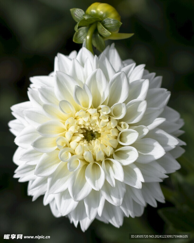 白菊