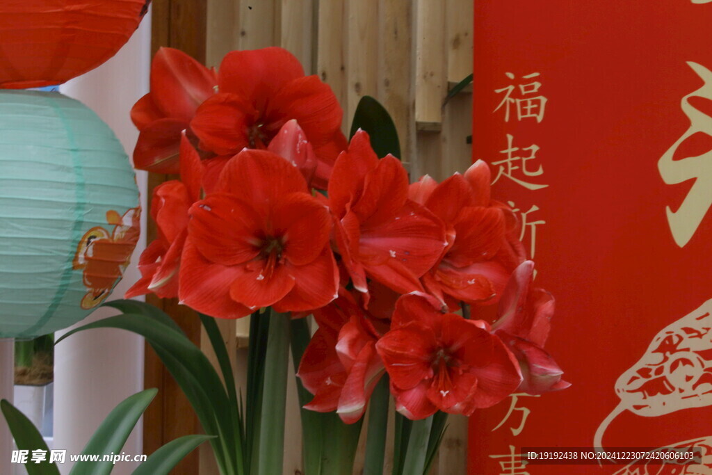 朱顶红 