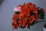 杜鹃花  