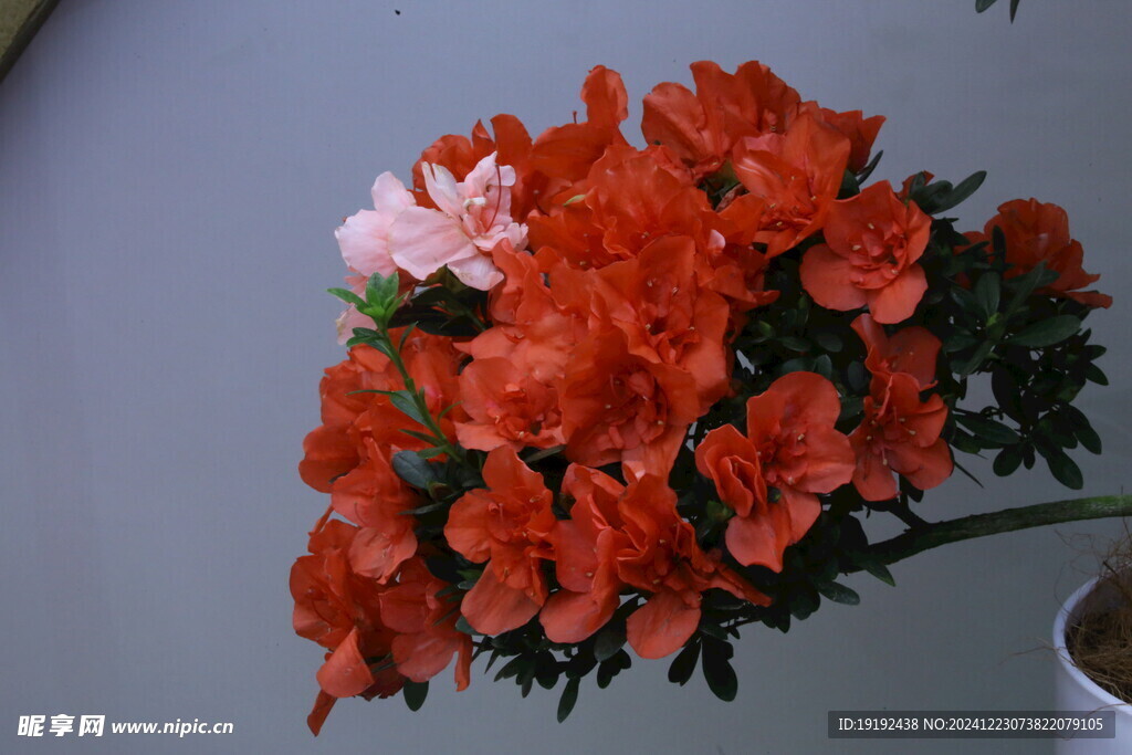 杜鹃花  