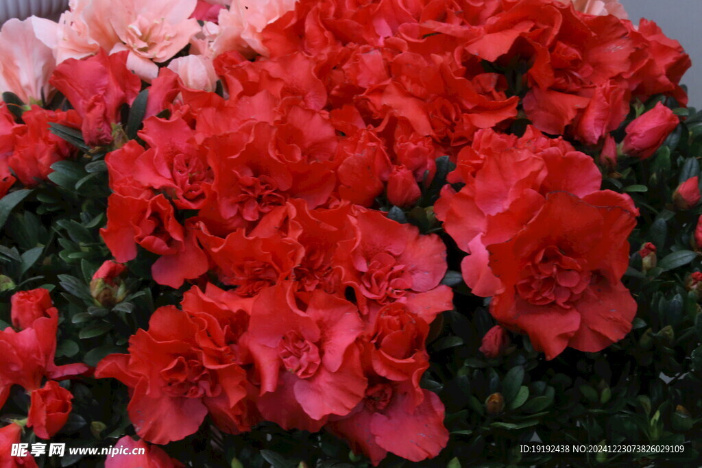杜鹃花 
