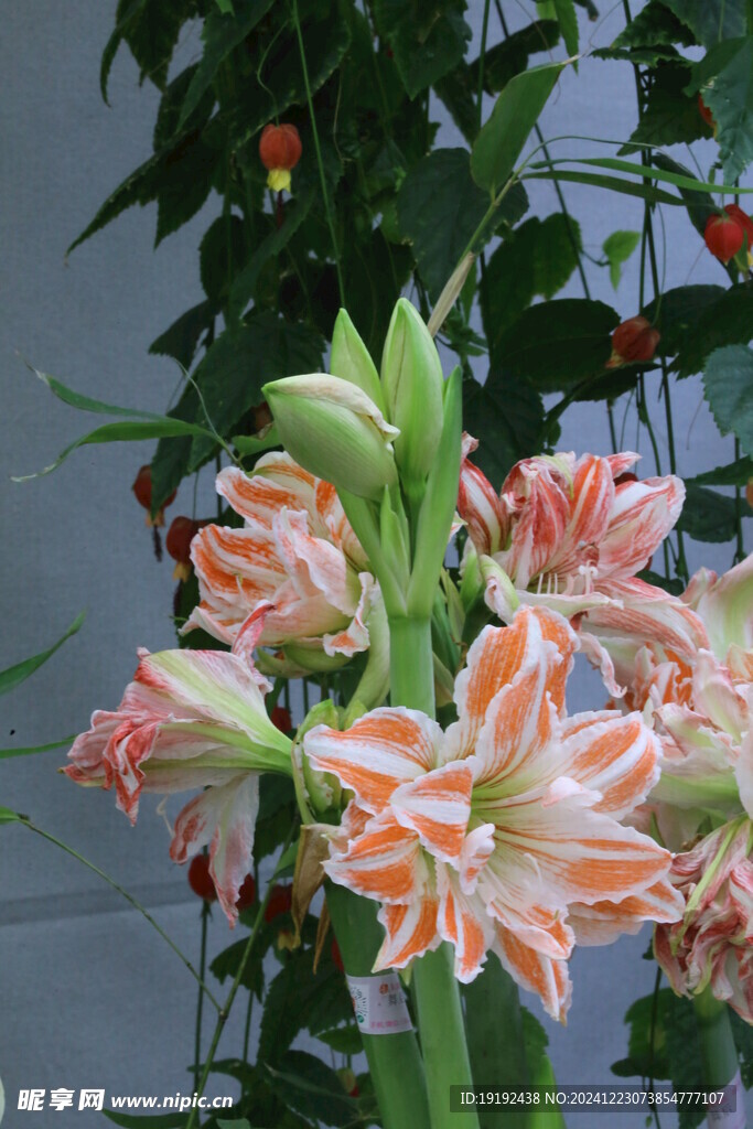 朱顶红  