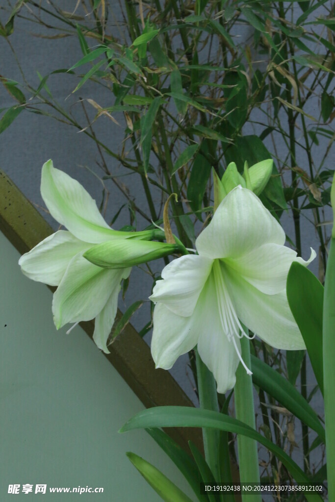 朱顶红  