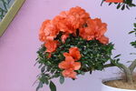 杜鹃花  