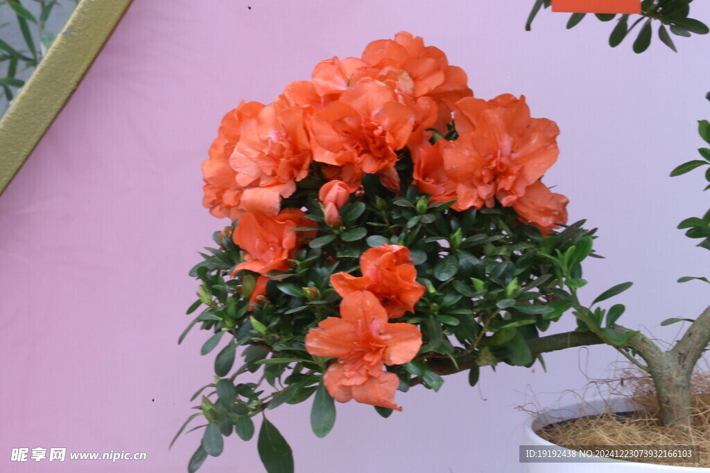 杜鹃花  
