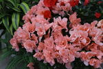 杜鹃花  