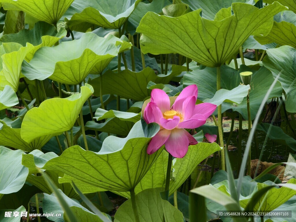 荷花