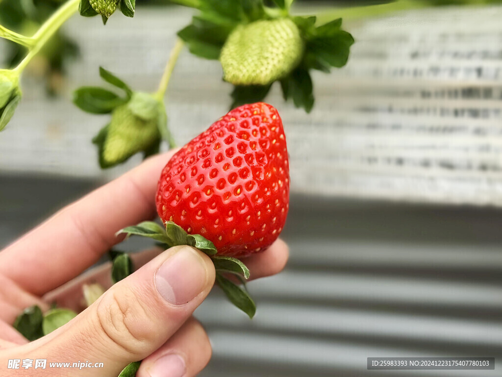 草莓栽培