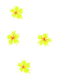 花色小花