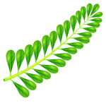 热带植物